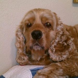 Meet your Posher, Peggy